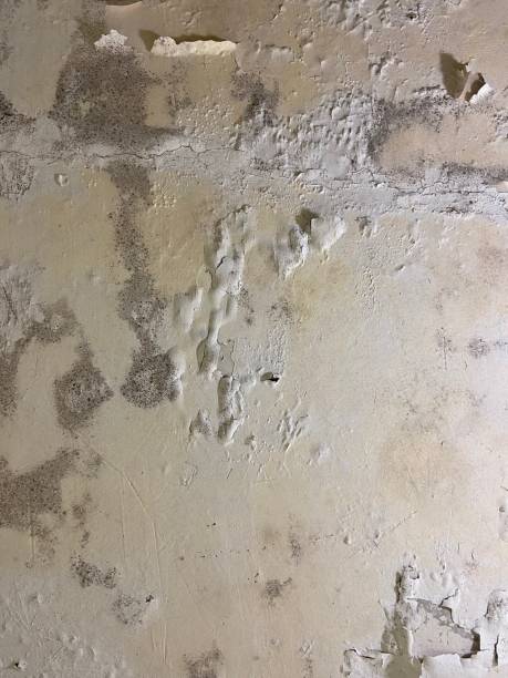 Best Mold Remediation for Specific Building Types in Lakeview, GA
