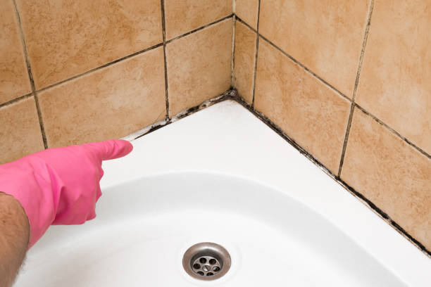Best Attic Mold Remediation in Lakeview, GA