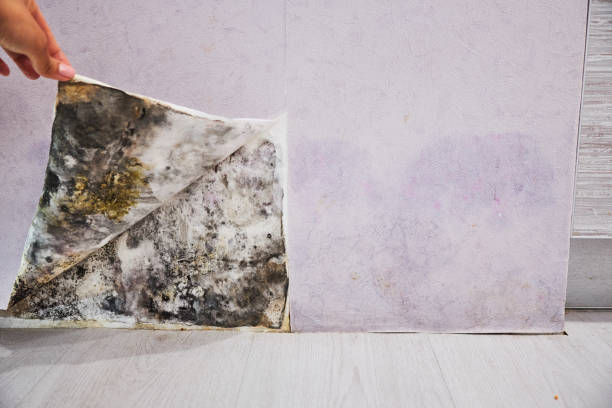 Best Preventive Mold Services in Lakeview, GA